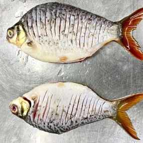 CÁ HE MUỐI LẠT