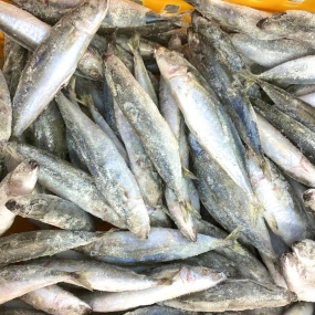 CÁ NỤC