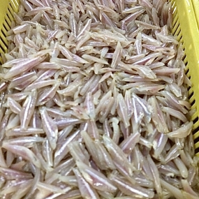 CÁ CƠM TRẮNG