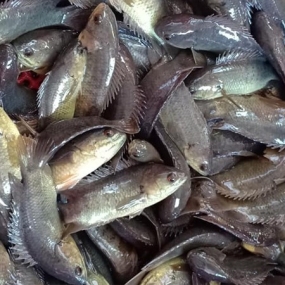CÁ RÔ ĐỒNG NGUYÊN CON